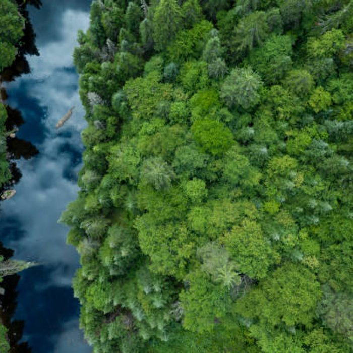 Aerial View of Boreal Nature Forest in Summer, Quebec, Canada