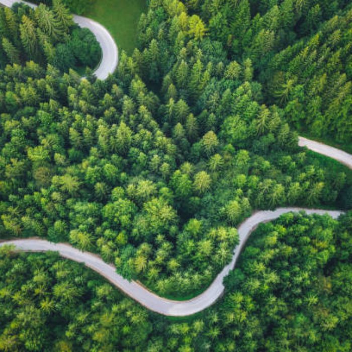 Idyllic winding road through the green pine forest.