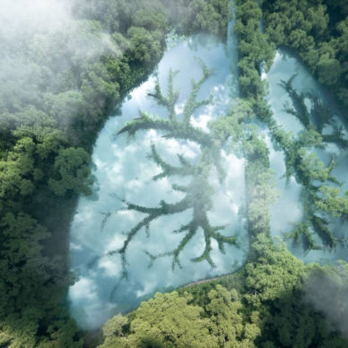 Green lungs of planet Earth. 3d rendering of a clean lake in a shape of lungs in the middle of  virgin forest. Concept of nature and rainforest protection, nature breathing and natural co2 reduction.